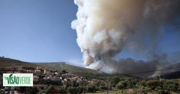 Autarca da Covilhã diz que já arderam cerca de três mil hectares no concelho